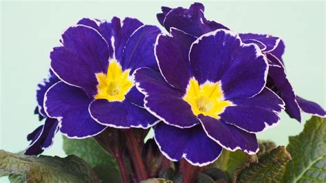 How to Plant and Grow Primrose .